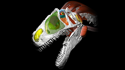 Allosaurus Dinosaur Feeding