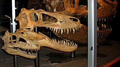 Tyrannosaurs on Display