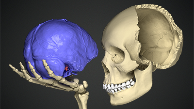 human skull