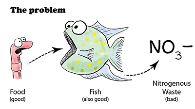 Nitrogen cycle