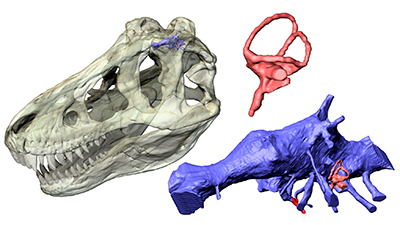 T-rex Brain